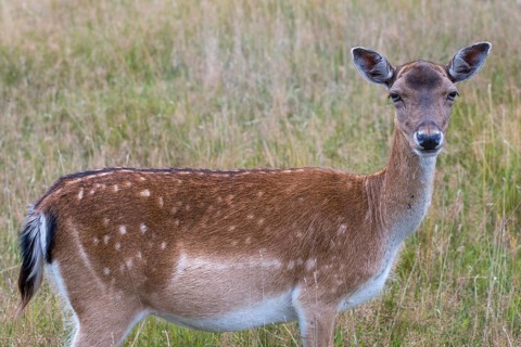 Dama dama, fallow deer, fallow deer, mammals, mammals
