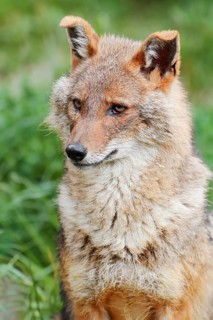 Golden jackal (Canis aureus), captive, occurring in Asia and Europe