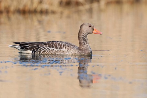 Greylag goose (Anser anser), swimming with its reflection, North Rhine-Westphalia, Germany