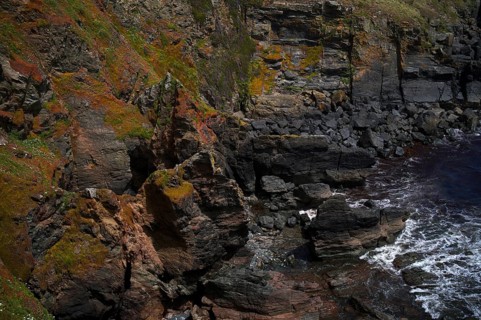 Overgrown cliffs, Lizard Point Biosphere Reserve, Lizard Bay, Polpeor, Cornwall, England, Great