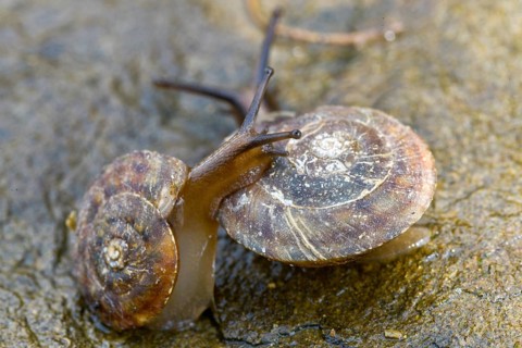 Helicigona lapicida, lapidary snail, rock picker, rock cutting snail, gastropod, mollusca, snails,
