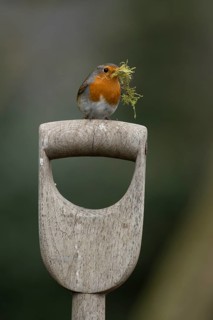 European robin (Erithacus rubecula) adult garden bird with nest material in its beak on a fork