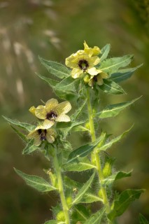 Hyoscyamus niger, nightshade, black henwort, solanaceae, black henbane, flora, henbane, high size,