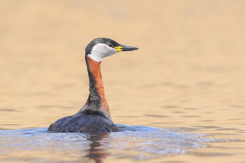 Red-necked Grebe (Podiceps grisegena) grebe, shallow water zone, wildlife, nature photography,