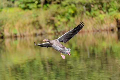 An adult greylag goose (Anser anser) lands on a lake on a sunny day. Bavaria, Germany
