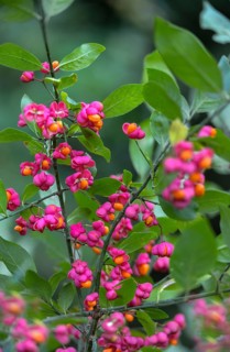 Celastraceae, Euonymus europaea, European Pfaffenhütchen, Pfaffenhütchen, Pfaffenkapperl,