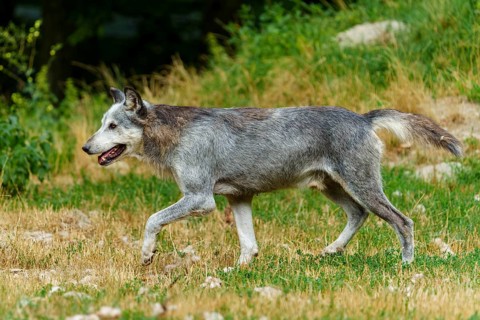 Timberwolf, wolf, American wolf (Canis lupus lycaon), Germany: A wolf with grey fur runs across a