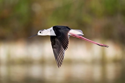 Black-winged Black-winged Stilt (Himantopus himantopus, in flight, Camargue, southern France,