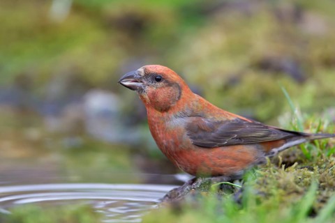 Common crossbill (Loxia curvirostra) adult male bird at a woodland water drinking pool, England,