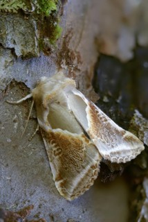 Agate owl spinner, habrosyne pyritoides, buff arches, high size, portrait format, insects, moths,