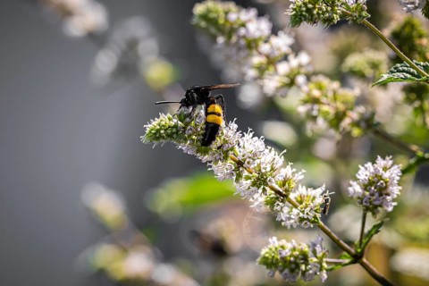 Hairy dagger wasp (Scolia hirta) on white flowers, Neunkirchen, Lower Austria, Austria