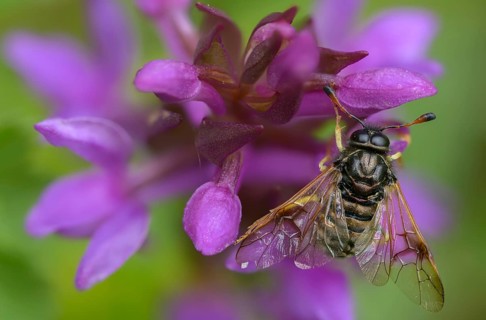 Abia candens, field widow flowers clubhorn leaf wasp, broad-leaved fingerroot, broad-leaved cuckoo