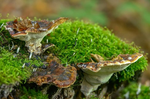 Boletus resinosus, ischnoderma resinosum, lasiochlaena anisea, hardwood resin porling, benzoin
