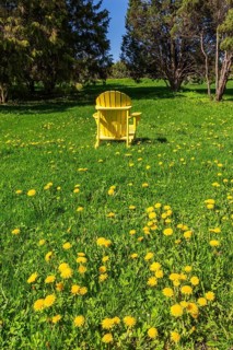 Back of unoccupied yellow Adirondack armchair in green grass field with Taraxacum officinale -