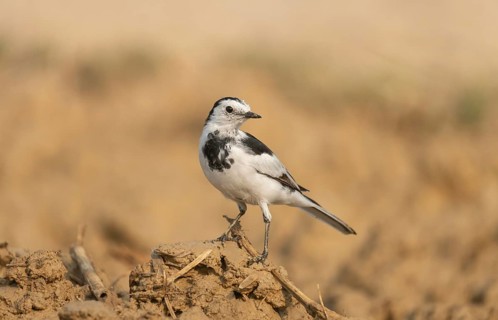 A white wagtail (Motacilla alba) stands on the ground against a blurred background, Sreepur,