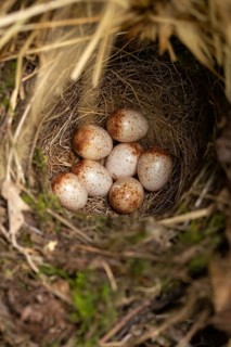 Erithacus rubecula, robin, robins, birds, breed, brood, clutch, eggs, clutch, high size, portrait