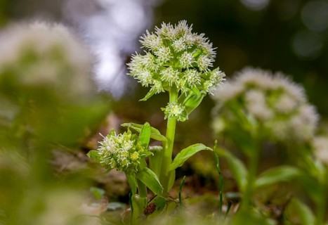Asteraceae, daisy, butterbur, petasites albus, white butterbur, flora, plants, plants