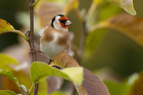 European goldfinch (Carduelis carduelis) adult garden bird in a magnolia tree with autumn colour