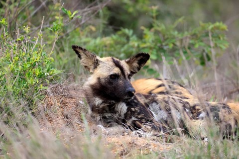 African wild dog (Lycaon pictus), adult, alert, lying down, portrait, Kruger National Park, South