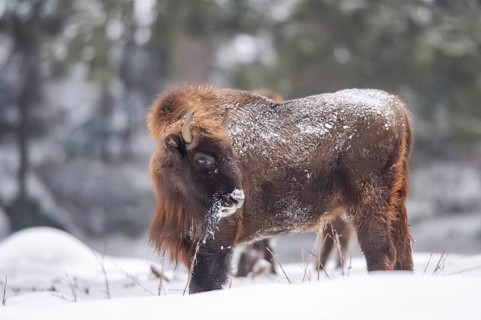European bison (Bison bonasus) or Wisent standing on a meadow next to the forest in winter, snow,