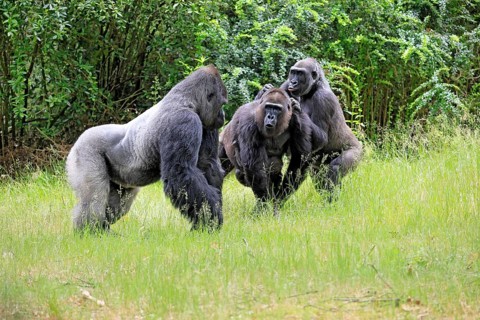 Western gorilla (Gorilla gorilla), adult, male, silverback, female, group, social behaviour, on the