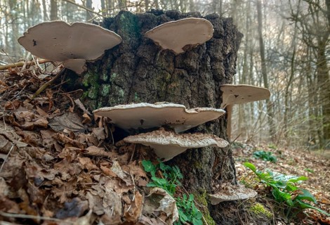 Flat lacquer porling, ganoderma applanatum, ganoderma lipsiense, lacquer porling, painter's
