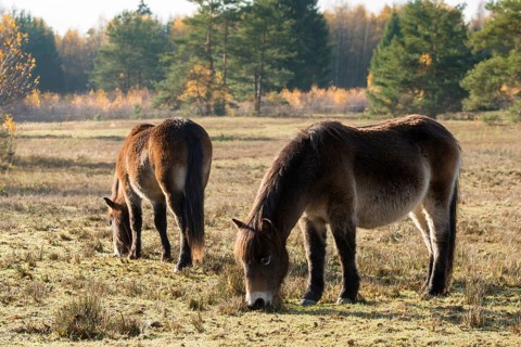 Equus ferus caballus, exmoor pony, Germany, Greiz, horse, odd-toed ungulates, perissodactyla,