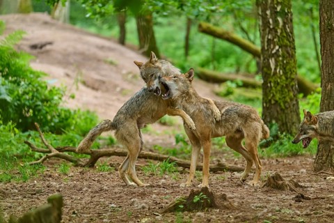 Wolves in a dynamic and interactive encounter, summer, wolf (Canis lupus), Germany