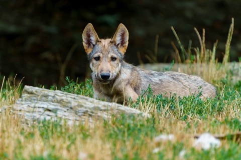 Timberwolf, wolf, American wolf (Canis lupus lycaon), Germany. A young wolf lies alertly in the