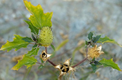 Common thorn-apple, datura inermis, datura stramonium, datura tatula, common thorny apple, thorny