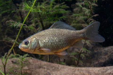 Carassius carp, crucian carp, cobbler carp, fish, fishes, pisces
