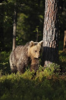 Young Brown Bear on in a Forest North East Finland. Young brown bear in the dark forest. Northeast