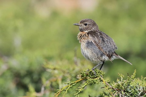 Stonechat (Saxicola rubicola), female, Algarve, Portugal