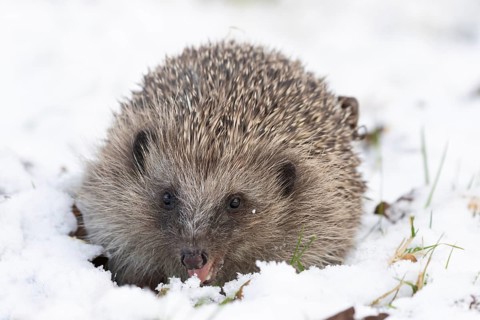 European hedgehog (Erinaceus europaeus) adult animal in snow of a garden in winter, England, United