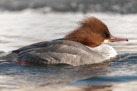 Goosander, goose säger, mergus merganser, anatidae, birds, duckbirds, female, sawyer, birds,
