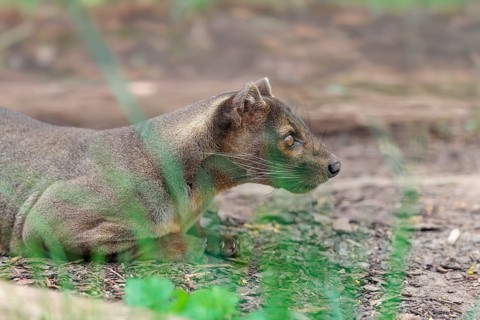 A fossa (Cryptoprocta ferox) rests on the forest floor of a dry forest. Forest habitats in