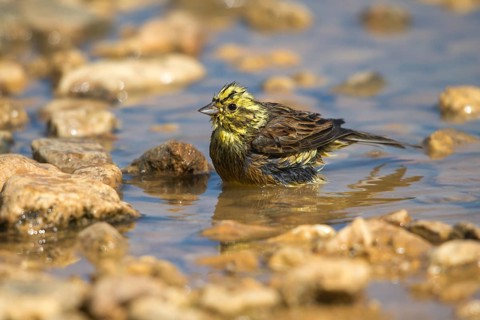 Emberiza Citrinella, Yellowhammer, Yellowhammer, Bath, Bird Bath, Birds, Passeri, Songbirds,