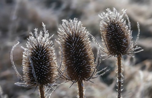 Dipsacaceae, Dipsacus Fullonum, Dipsacus sylvestris, card, wild card, detail, ice crystals, flora,
