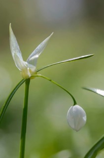 Alliaceae, Allium paradoxum, Berlin leek, leek family, neophyte, strange leek, miracle garlic,