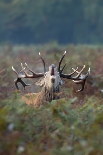 Red deer (Cervus elaphus) adult male stag animal roaring during the annual rut in autumn, England,