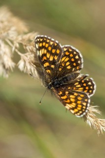 Common butterflies, heath fritillary, melitaea athalia, quail wheat moth, butterfly, high size,