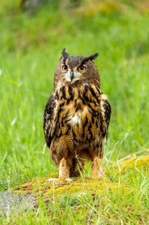 An eagle owl stands on moss-covered ground surrounded by fresh green grass, eagle owl (Bubo bubo),
