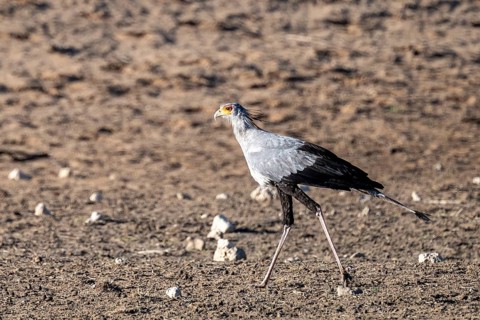 Secretary bird (Sagittarius serpentarius), Kalahari Desert, Kgalagadi Transfrontier Park, South