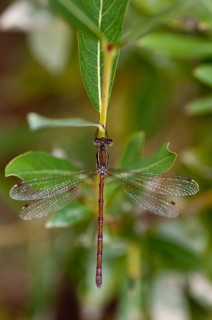 Brandenburg, Germany, Lestes Barbarus, migrant spreadwing, national natural heritage, natural