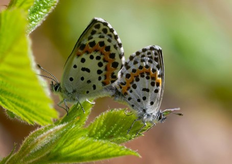 Chequered blue, moth blue, scolitantides orion, butterfly, insects, copula, mating, butterflies,
