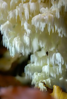 Alpine spiked beard, beard coral, beech spiked beard, coral tooth fungus, ice coral, hericium
