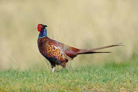 Portrait of a pheasant. Pheasant (Phasianus colchicus) . Eng.: Pheasant
