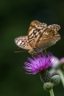 Argynnis Paphia, Kaisermantel, Silver-Washed Fritillary, Butterfly, Female, High Size, Portrait,