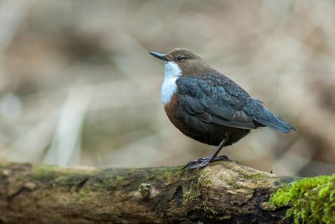 Cinclus cinclus, dippers, birds, female, passeri, songbirds, songbirds, birds, female