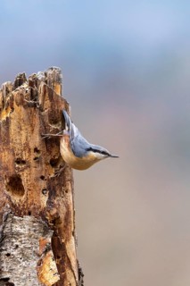 A nuthatch climbs energetically up a tree trunk in its natural habitat, European nuthatch (Sitta